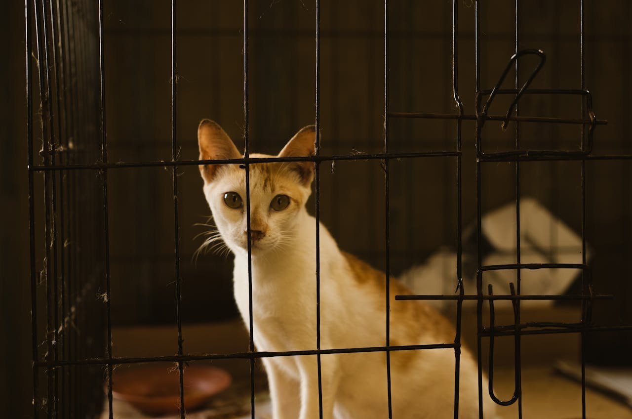 hero-services Adorable kitten sitting in a metal cage at a shelter, looking intently.