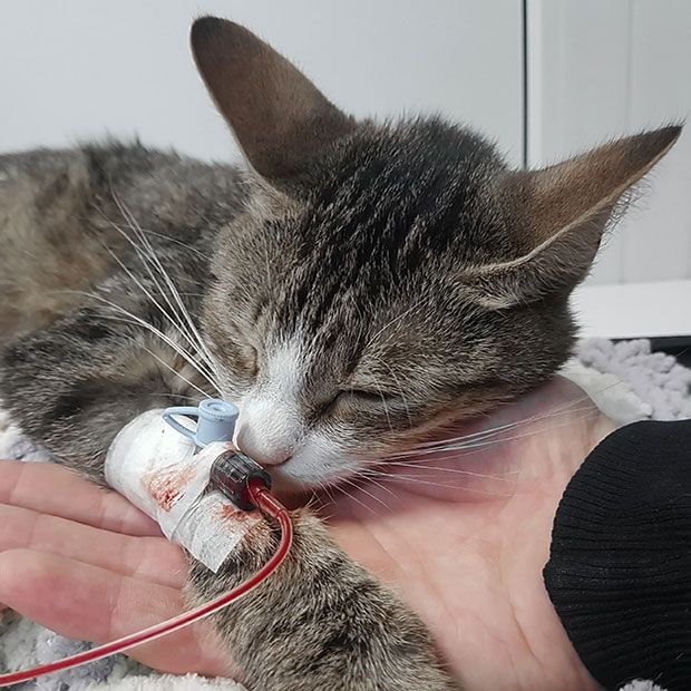 hero-homepage cat-d3