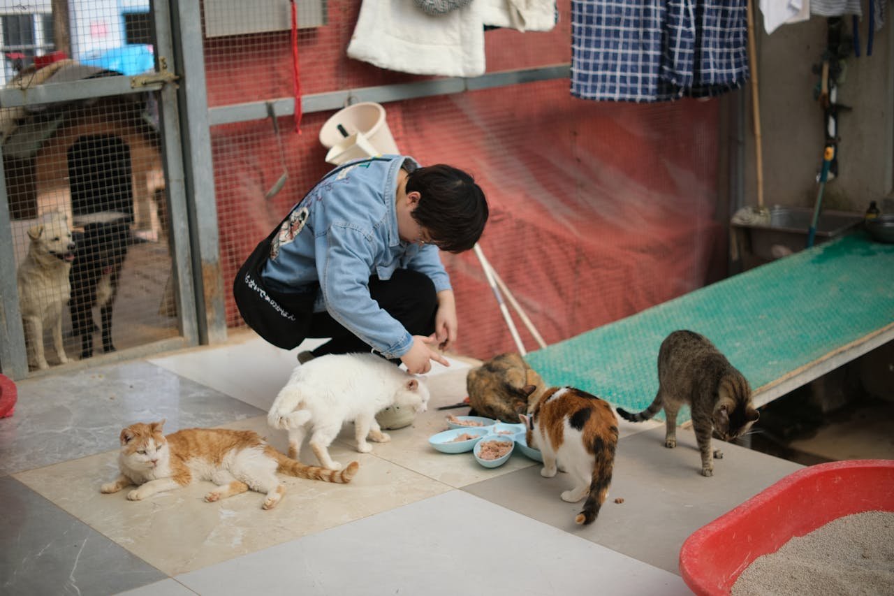 about-01 A volunteer feeds cats at an animal shelter, showcasing pet care and adoption efforts.